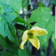 Ampalaya.
