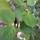 Jute leaves with flowers about to open.