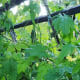Bitter melon on trellis.