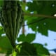 favorite-filipino-vegetables