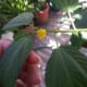 Saluyot or jute mallow flower.
