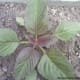 Young kalunay also known as red spinach. Photo taken in my uncle's yard years ago.