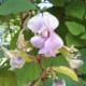 A close-up photo of a hyacinth bean flower with young pods.