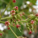 cashew flowers