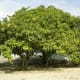 cashew tree