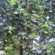 fully mature breadfruit tree.