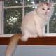 turkish-van-cat-breed