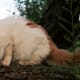 A picture of the photographer's male Turkish Van cat, 15 year old. The Turkish Van is a rare, naturally occurring breed of cat from the Lake Van region of Turkey. Turkish Vans have been nicknamed the "Swimming Cats"