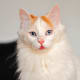The Turkish Van is a gorgeous cat.