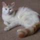Another beautiful example of the Turkish Van.