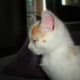 A cute and beautiful Turkish Van kitten.