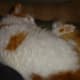 Turkish Van Cats require weekly grooming or their fur can become matted.