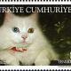 turkish-van-cat-breed