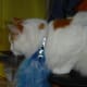 Turkish Van Cat with a spot on its back is thought to be marked by God.