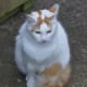 White and Orange Turkish Van Cat
