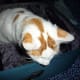 Turkish Van Cat thought to be marked by God.