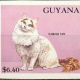 turkish-van-cat-breed