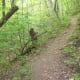 The Chestnut Trail at McDowell Nature Preserve, Charlotte, NC.