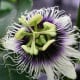 Flower of the passion fruit vine