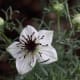 Nigella sativa white flower