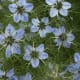 pale colored Nigella sativa flowers