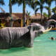 Elephant Figure in Coolwaves with the nose as a hose!