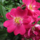 My 'Robin Hood' Climbing Rose Bush