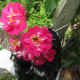 The roses are alive with pollinators of all sizes and kinds. I never use chemicals!