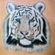 white-tiger-tattoo-designs-white-tiger-tattoo-ideas-white-tiger-tattoo-meanings-and-tattoo-pictures