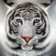 white-tiger-tattoo-designs-white-tiger-tattoo-ideas-white-tiger-tattoo-meanings-and-tattoo-pictures