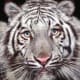 white-tiger-tattoo-designs-white-tiger-tattoo-ideas-white-tiger-tattoo-meanings-and-tattoo-pictures