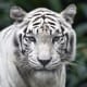 white-tiger-tattoo-designs-white-tiger-tattoo-ideas-white-tiger-tattoo-meanings-and-tattoo-pictures
