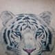This white tiger tattoo design captures the detail that is needed to catch a white tiger head tattoo design.