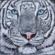 white-tiger-tattoo-designs-white-tiger-tattoo-ideas-white-tiger-tattoo-meanings-and-tattoo-pictures