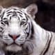 white-tiger-tattoo-designs-white-tiger-tattoo-ideas-white-tiger-tattoo-meanings-and-tattoo-pictures
