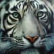 white-tiger-tattoo-designs-white-tiger-tattoo-ideas-white-tiger-tattoo-meanings-and-tattoo-pictures