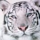 white-tiger-tattoo-designs-white-tiger-tattoo-ideas-white-tiger-tattoo-meanings-and-tattoo-pictures
