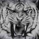 white-tiger-tattoo-designs-white-tiger-tattoo-ideas-white-tiger-tattoo-meanings-and-tattoo-pictures
