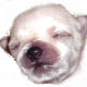 Porkie pup Pretti