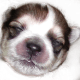 Parti aka Maggie Swiffer