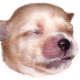 Goldi