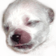 Newborn porkie puppy