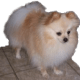 Bentley the Pomeranian dad