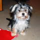 Blueberry the Morkie mom