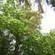 villa-in-the-park-adele-von-dietel