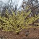 Hamamelis x Intermedia 'Sunburst'. Hamamelidaceae. Such a bright yellow Witch Hazel. This was almost the most eyecatching in person.