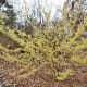 Hamamelis x Intermedia 'Sunburst'. Hamamelidaceae.