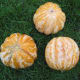 Cantaloupe from Netherlands