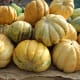 cantaloupe from Indonesia