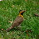 woodpecker